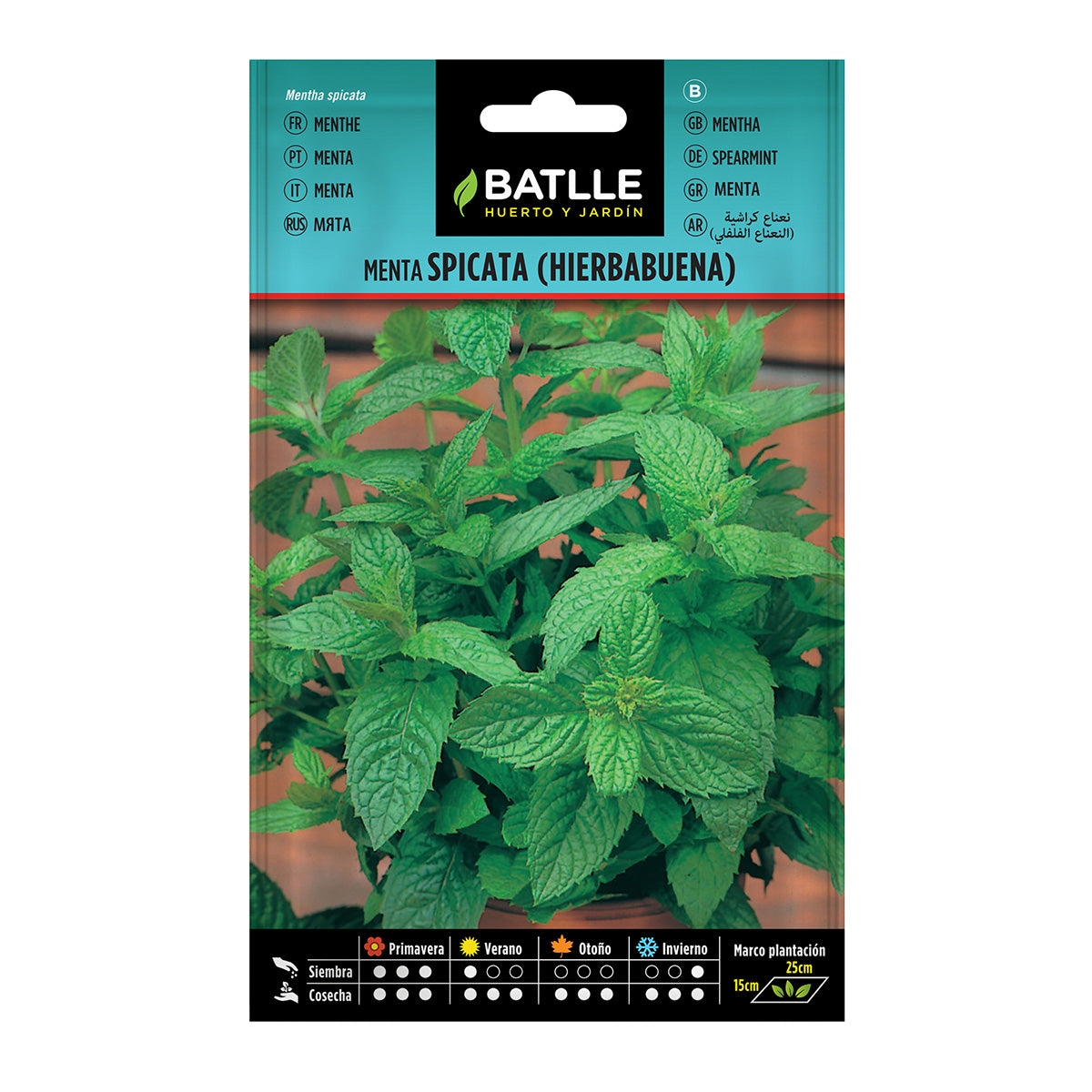 Graines de menthe verte Batlle