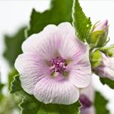 Blöjkräm Malva White för atopisk hud Weleda, 50 ml