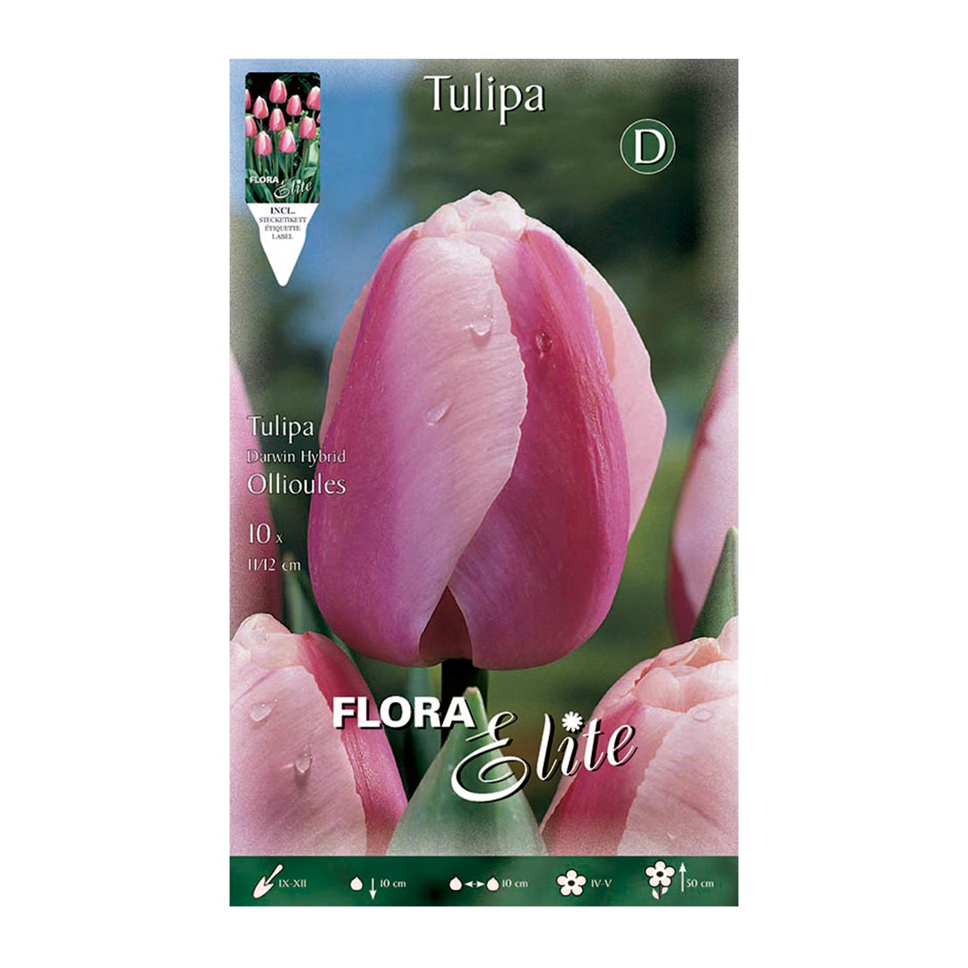 Tulpenzwiebeln Darwin mit weißem Rand 10 Stück