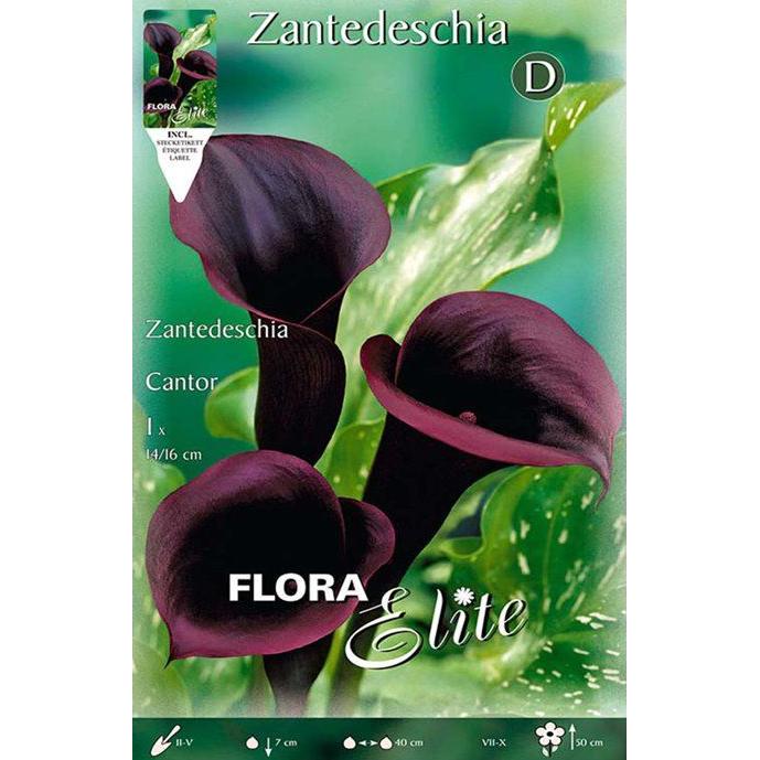 Bulbo di Calla nera Cantor 1 pz