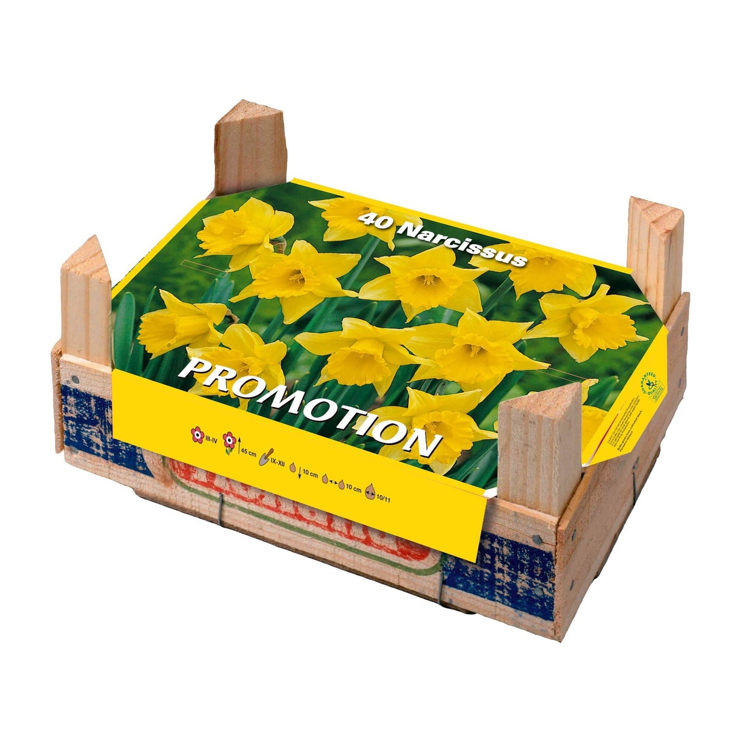 Scatola Tray Narcisos 40 pezzi
