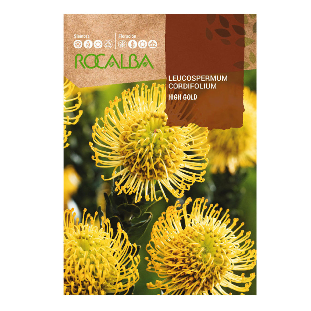 Samen von Protea Leucospermum cordifolium, Rocalba