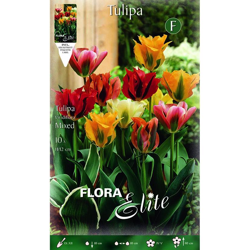 Cebulki tulipanów viridiflora, mieszanka 7 szt.