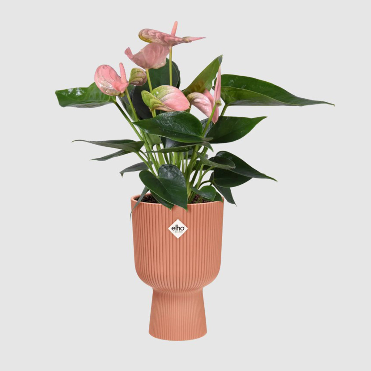 Vaso da fiori Vibes Fold Coupe Delicate Pink Elho 14 cm