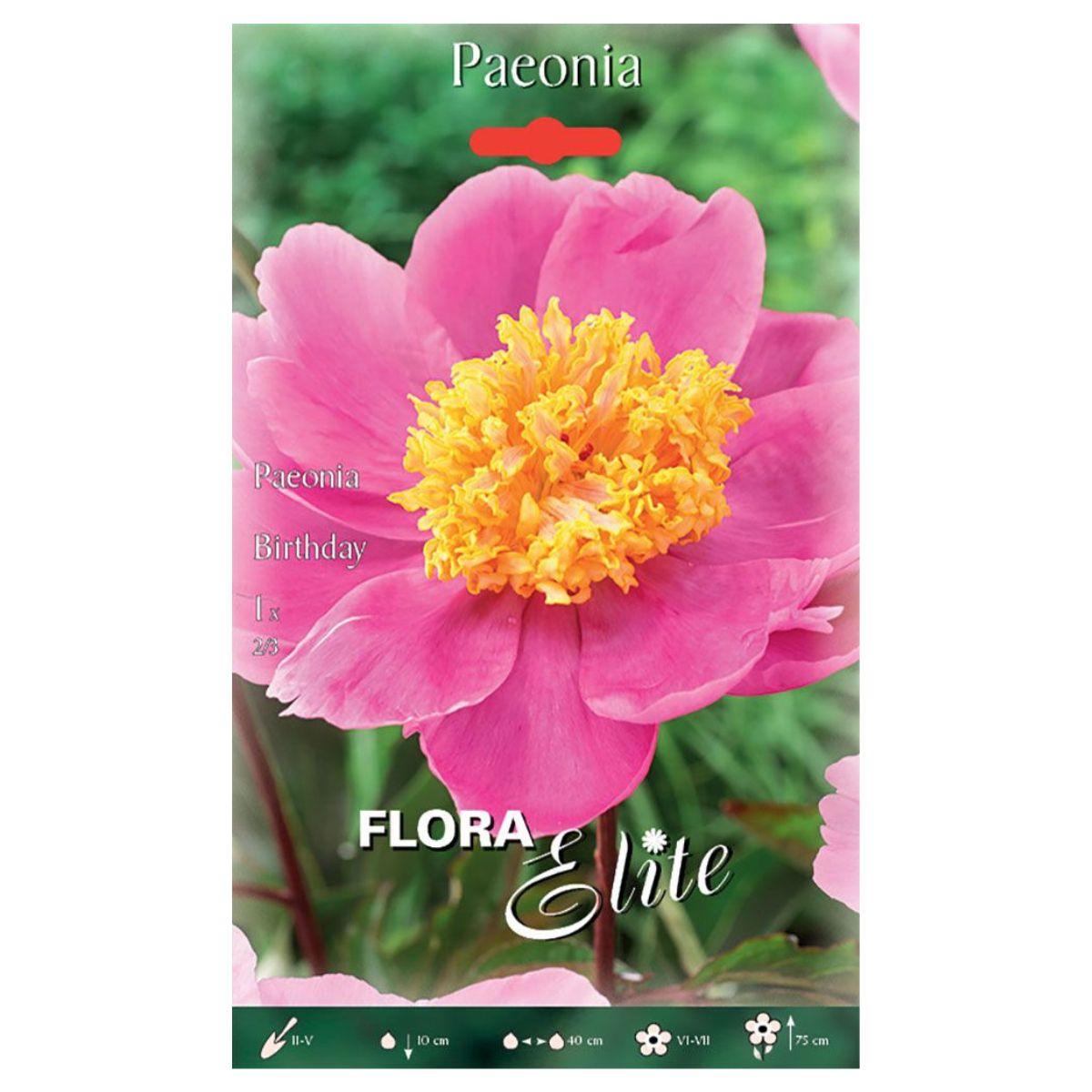 Bulbo di peonia rosa Birthday 1 pz