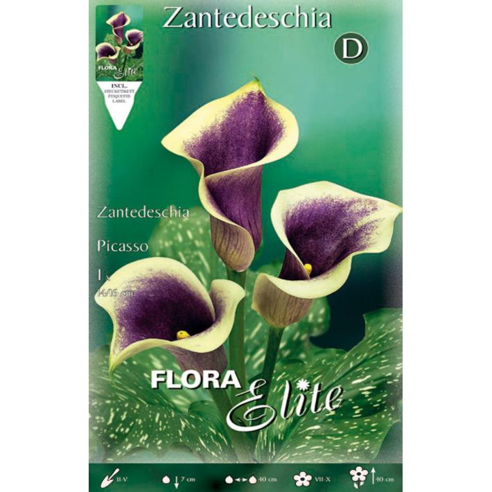 Bulbo Calla Picasso viola 1 pz