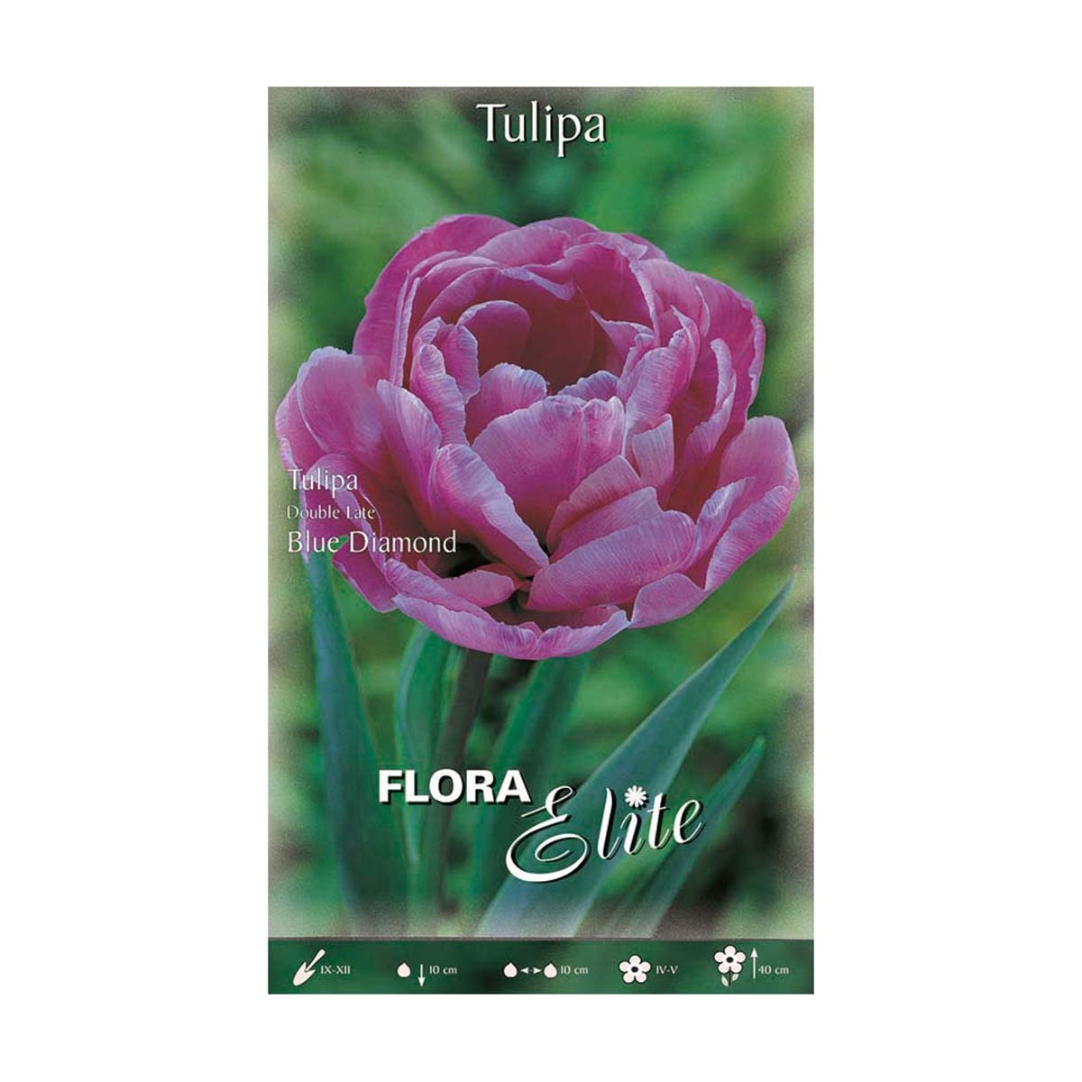 Bulbi di tulipano doppio rosa 7 pz