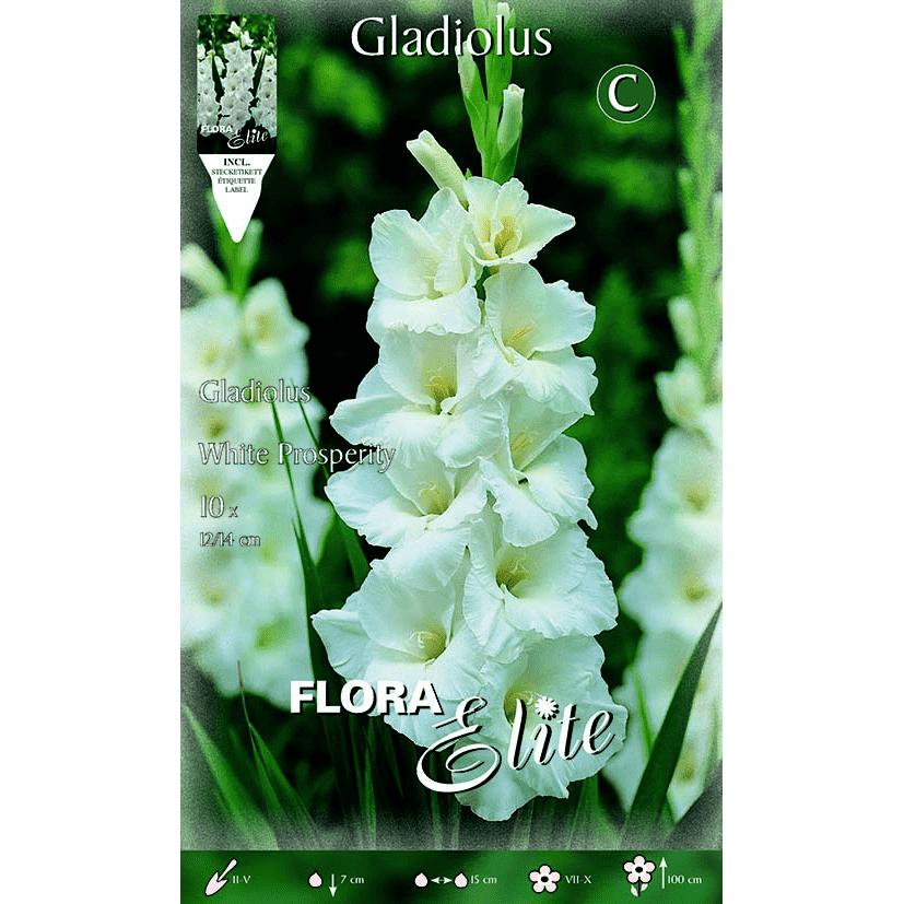 Cebulki gladioli w kolorze czystej bieli 10 szt.
