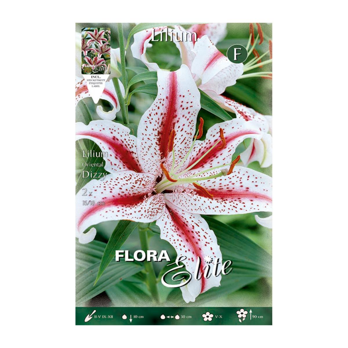 Bulbo Lilium Oriental Dizzy 2 uds