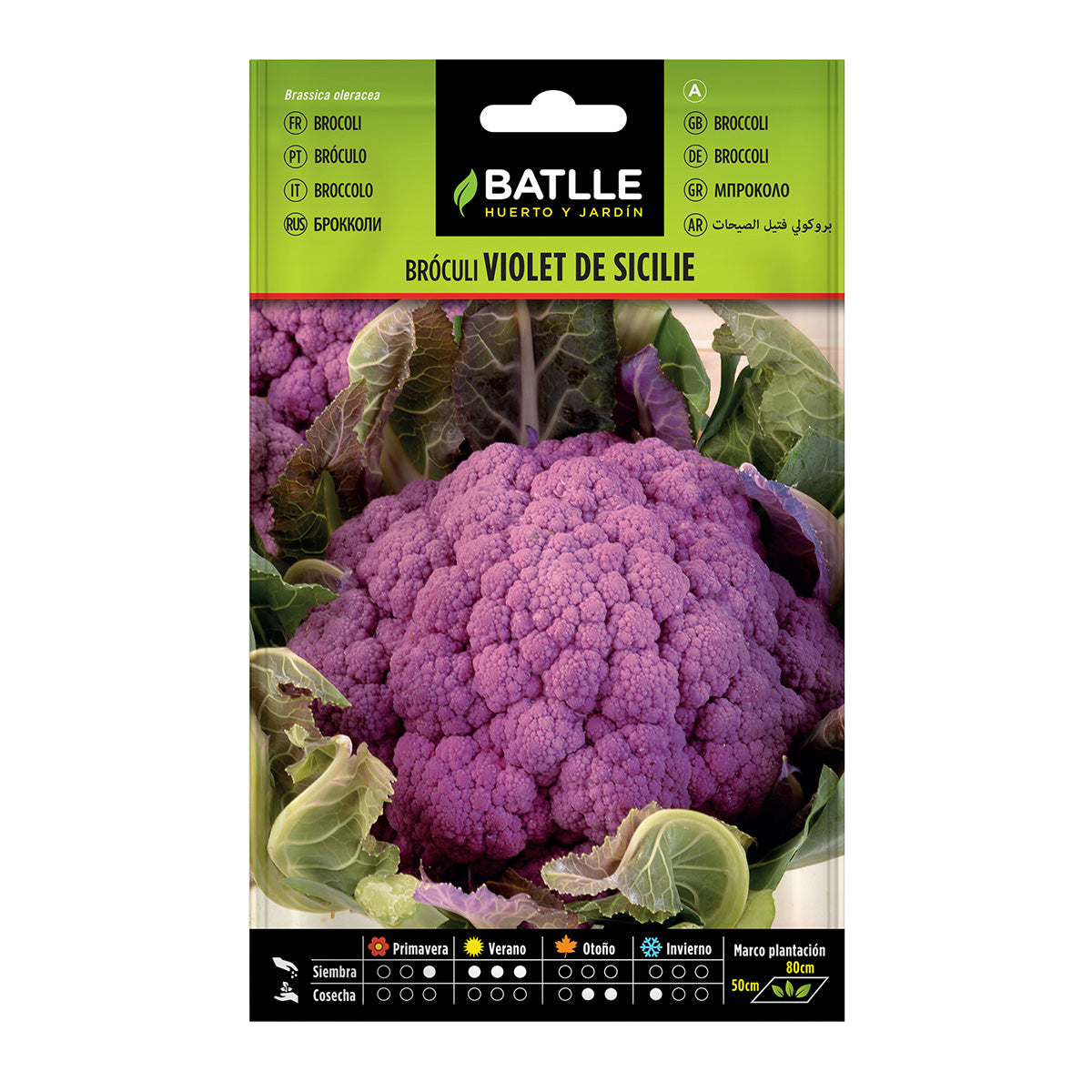 Broccolifrön Violet från Sicile Batlle