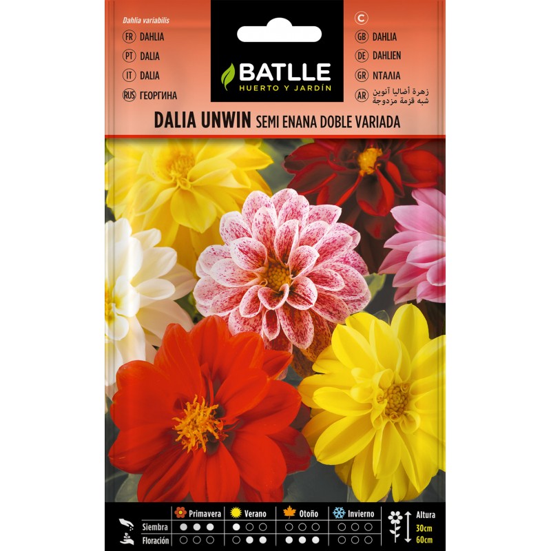 Batlle semi-dwarf double variety Unwin dahlia seeds