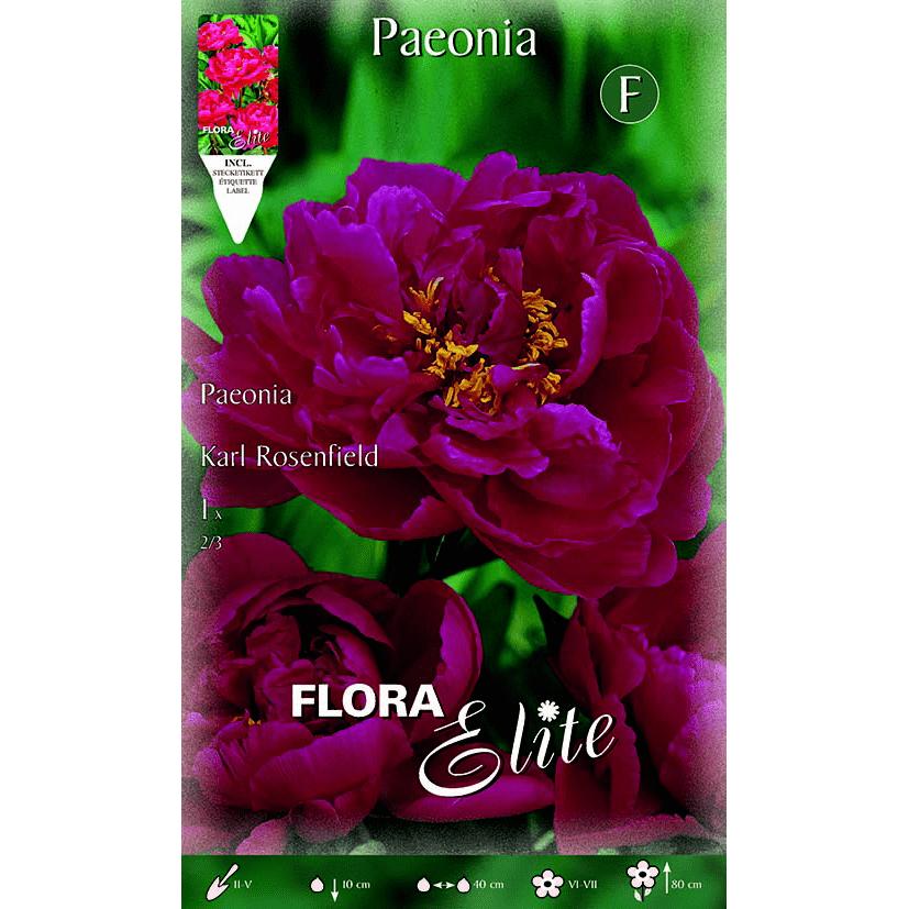 Bulbo Peonia roja