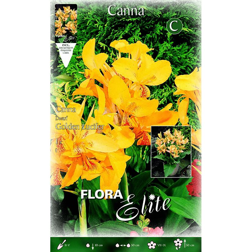 Gelbe Canna-Zwiebel mit orangefarbenen Blüten und grünen Blättern 1 Stück
