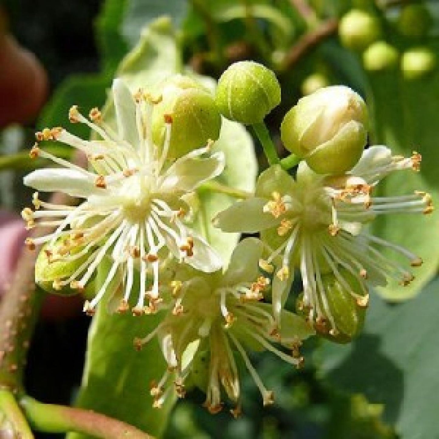 Bio-Lindenhonig Bona Mel, 900 g