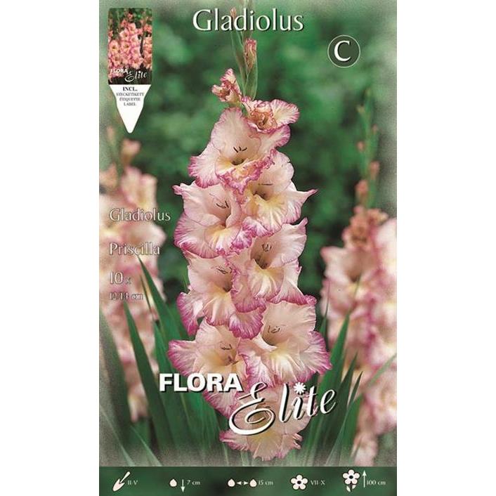 Bulbo di gladiolo bianco striato di rosa 10 pz