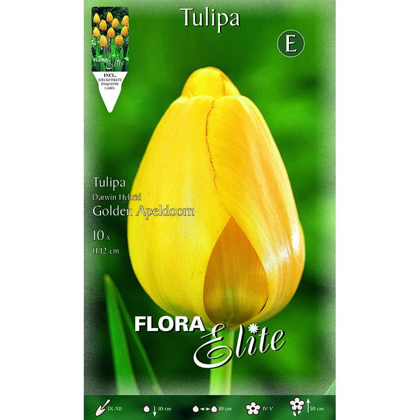 Bulbes de tulipes jaunes 10 unités
