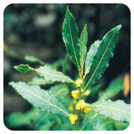 Eteriskt olja av lagerblad Pranarôm 5 ml