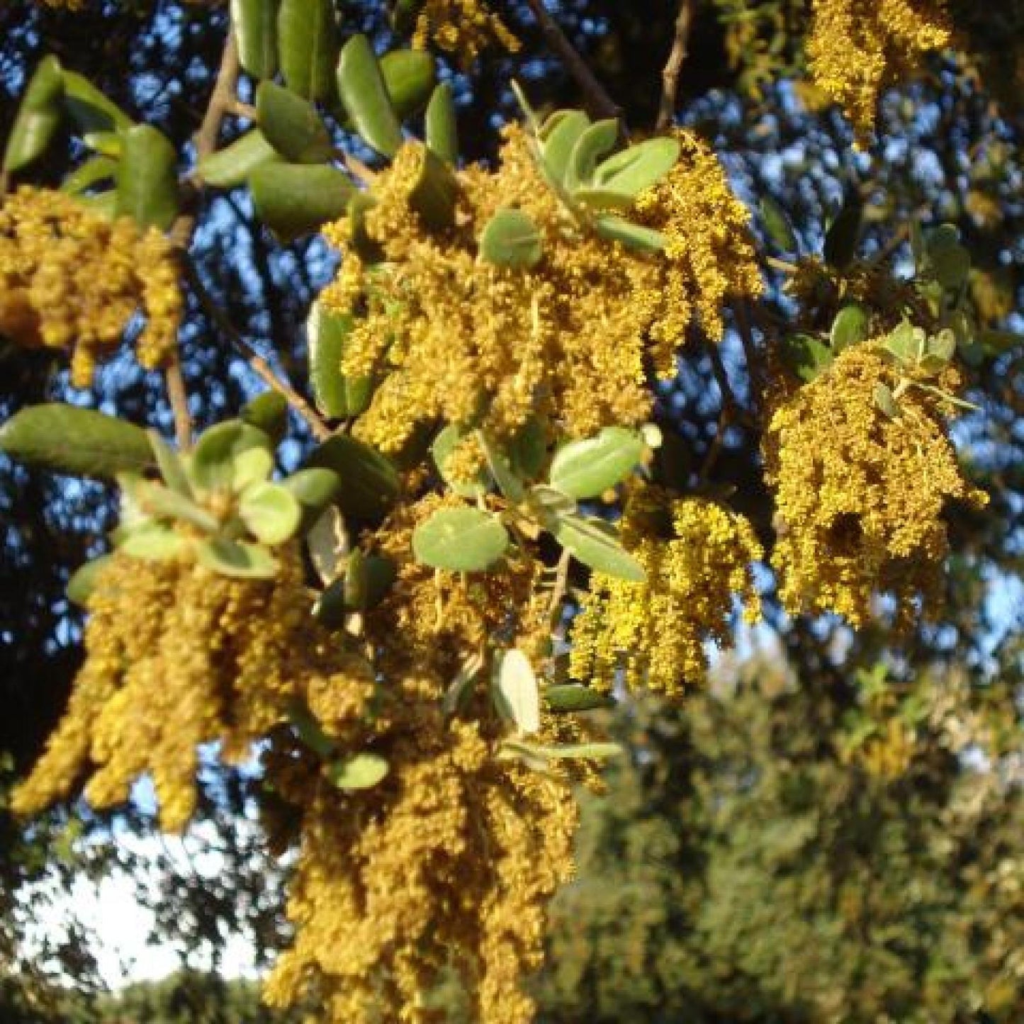 Miele di montagna biologico, Bona Mel 900 g