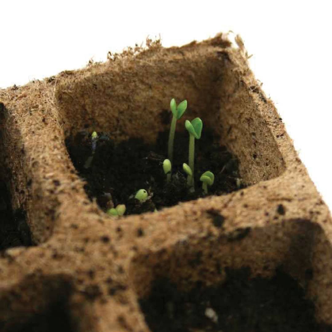 Bandeja Semillero biodegradable Planeta Huerto 10 uds