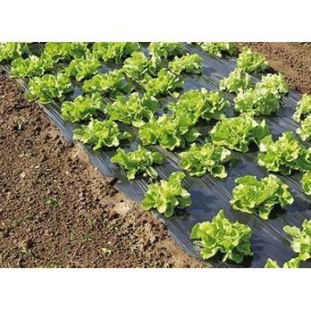 Mikroperforowana folia mulczująca Terrafilm Nortene 1,4 x 10 m