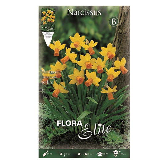 Jetfire Yellow Orange Daffodil Bulbs, 5 pcs