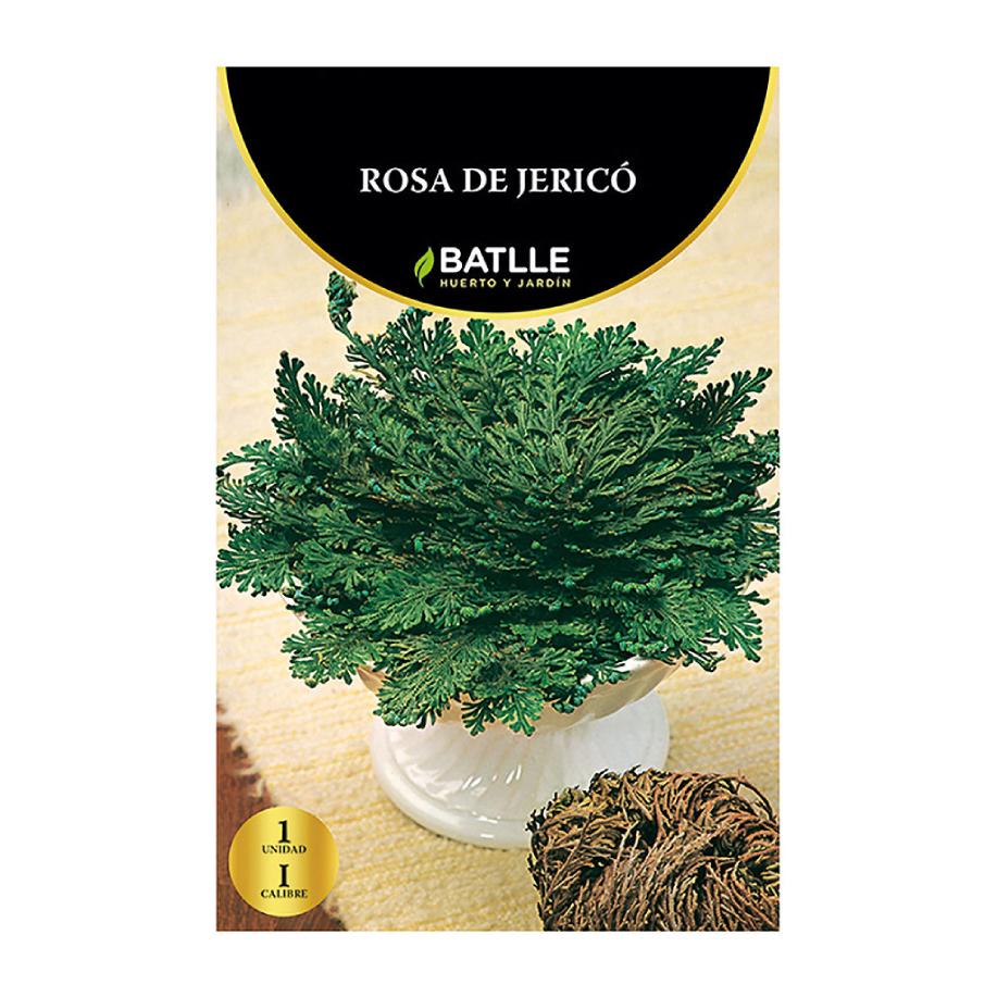 Rosa de Jericó Batlle 1 Stück