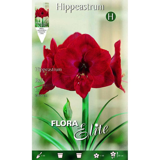 Rode amarilisbol 1 stuk