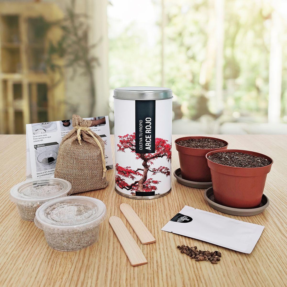 Kit regalo per coltivare il tuo acero rosso in casa, Garden Pocket