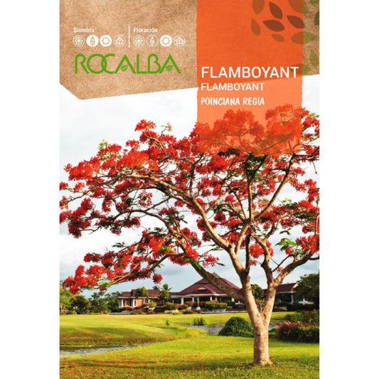 Flamboyantzaadjes Ponciana regia