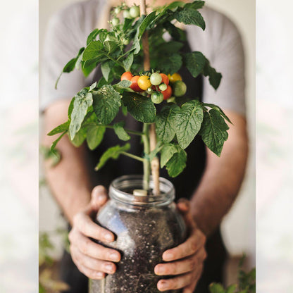 Indoor-Anbauset für Cherrytomaten
