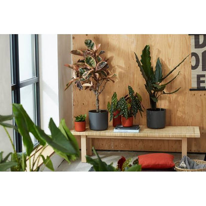 Bloempot B.for Soft Round Elho Antraciet 35 cm