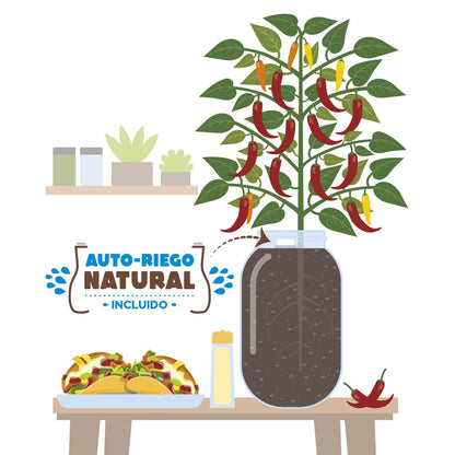 Indoor Growing Kit Snack Peppers