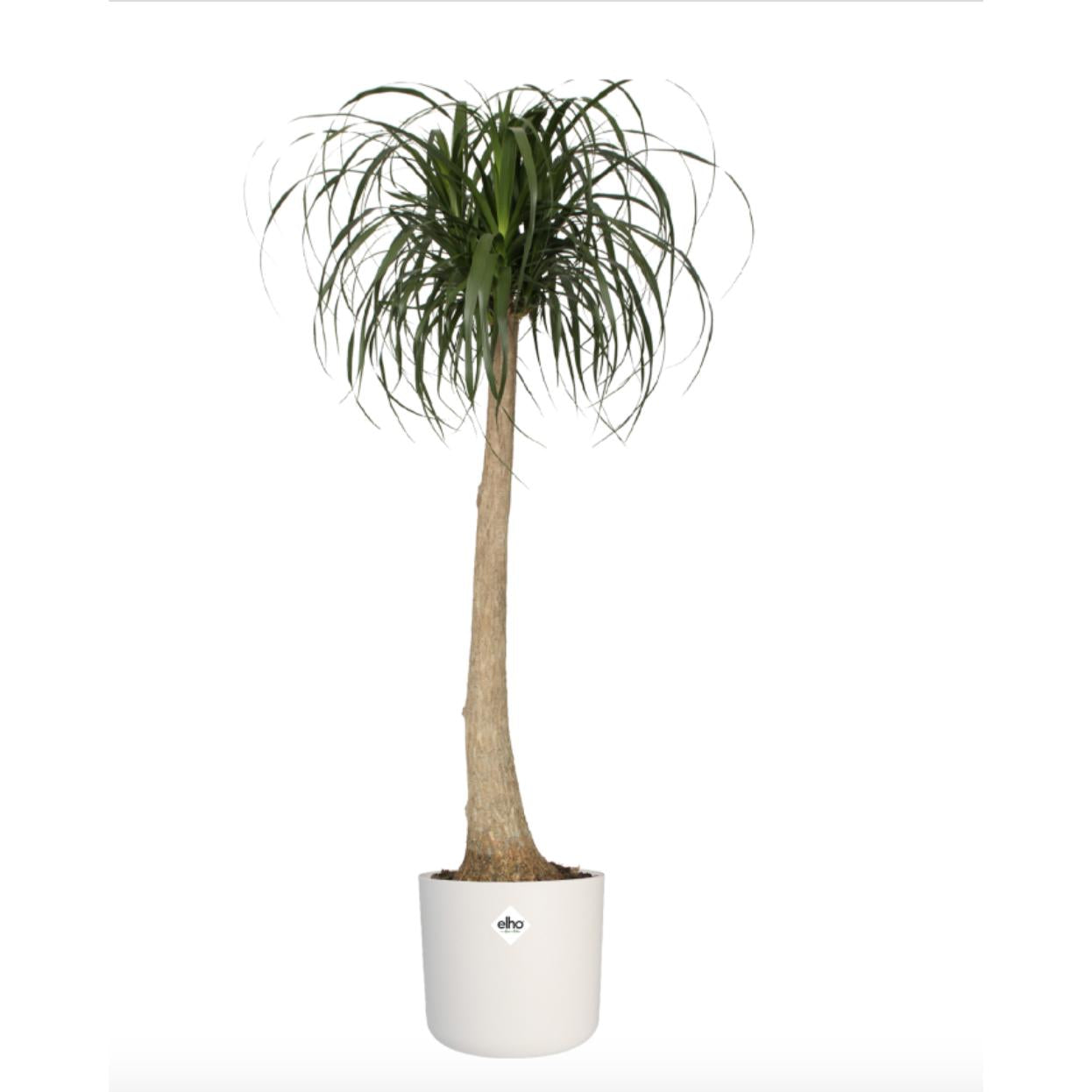 Fioriera B.for Soft Round Elho Bianca 22 cm