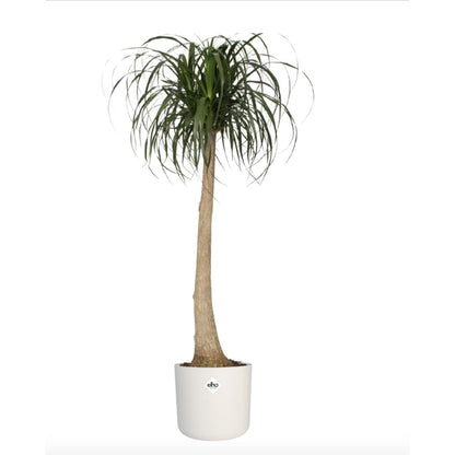 Fioriera B.for Soft Round Elho Bianca 22 cm