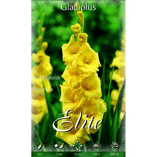 Gelbe Gladiolenknolle 10 Stück