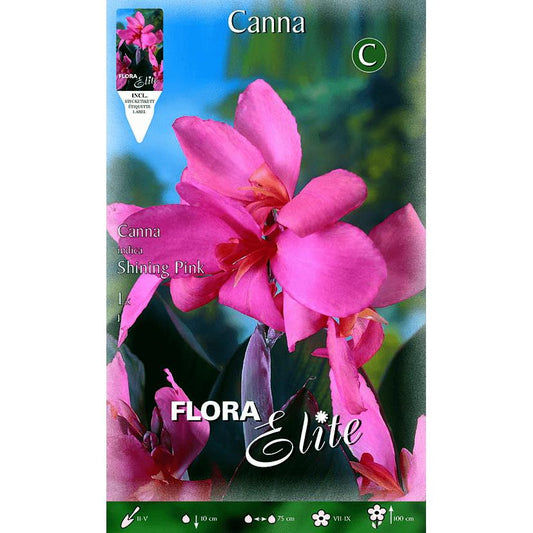 Canna-Zwiebel rosa mit grünem Blatt 1 Stück