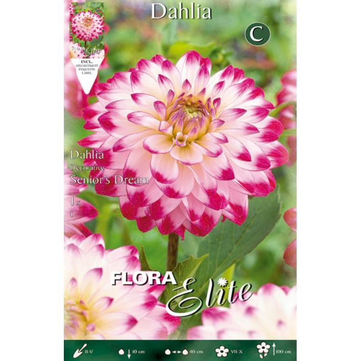 Witte decoratieve dahliabolletje met roze punt 1 stuk