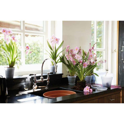 Doniczka na orchidee Green Basics Elho przezroczysta 13 cm