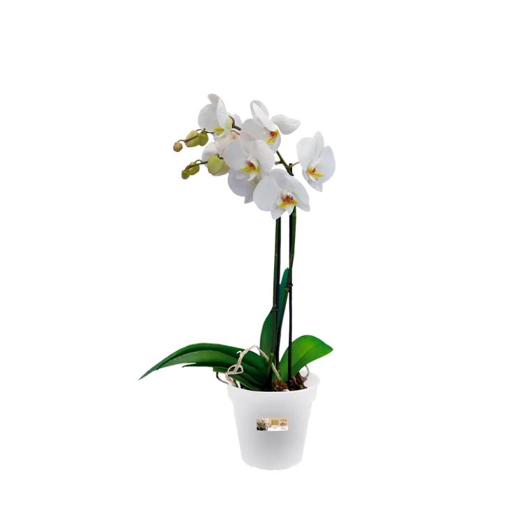 Tiesto orquídeas Green Basics Elho Transparente 15 cm