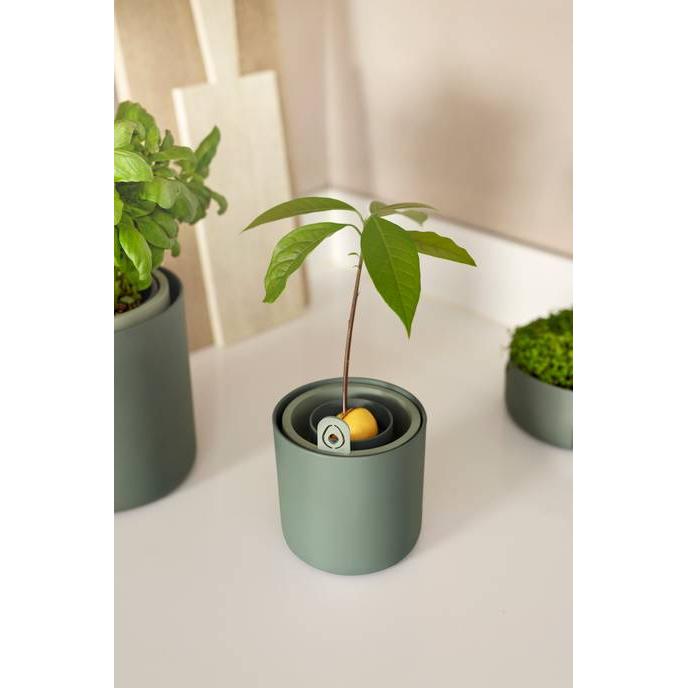 Vaso germinatore per avocado Amazing Avocado Elho Verde