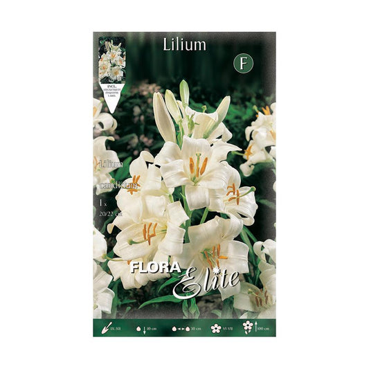 Lilium candicum Lilienknolle 1 Stück