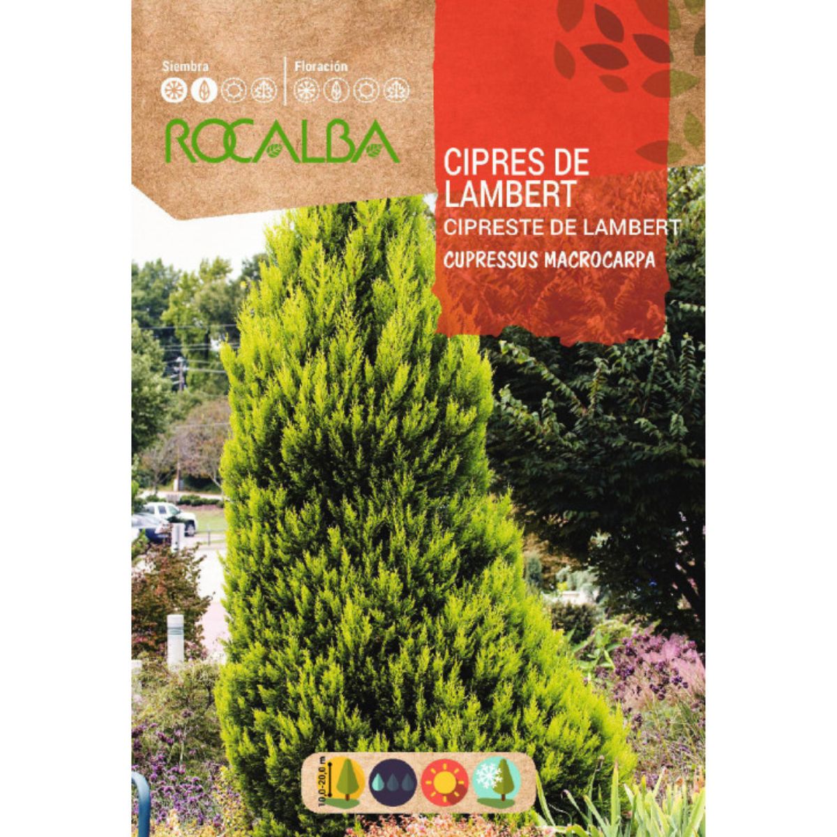 Semi di cipresso di Lambert  Cipressi macrocarpa