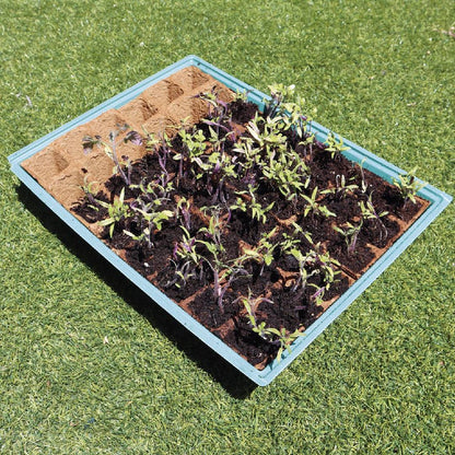 M Seed Tray Kit with 10 Replacement Trays Planeta Huerto
