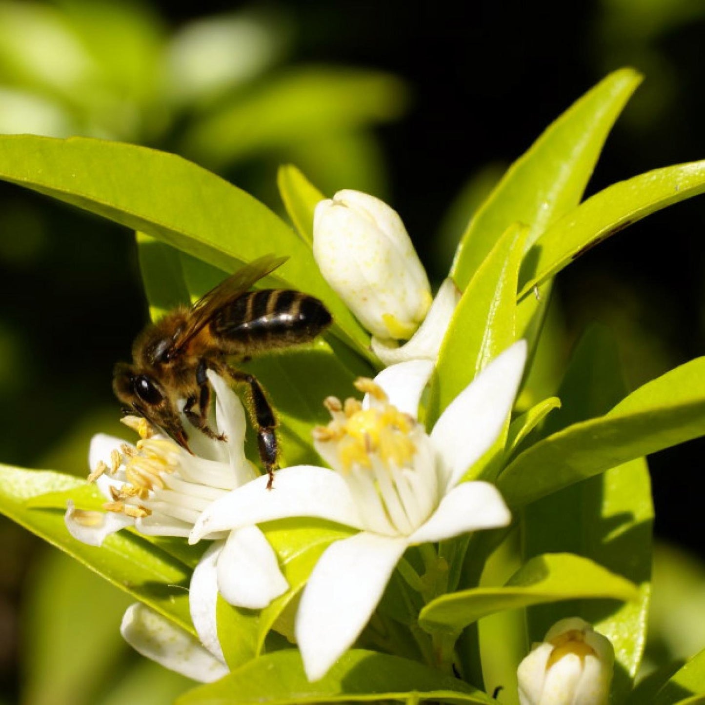 Miele di fiori d'arancio biologico Bona Mel 900 g