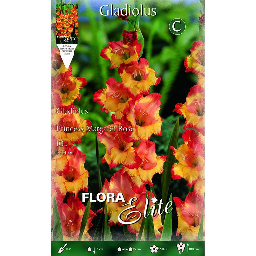 Gladiolenknolle orange mit gelbem Zentrum 10 Stück
