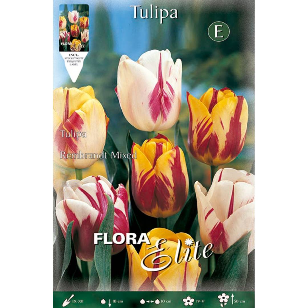Bulbi di tulipano Rembrand mix 7 pz
