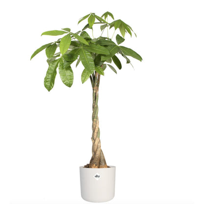Fioriera B.for Soft Round Elho Bianca 22 cm