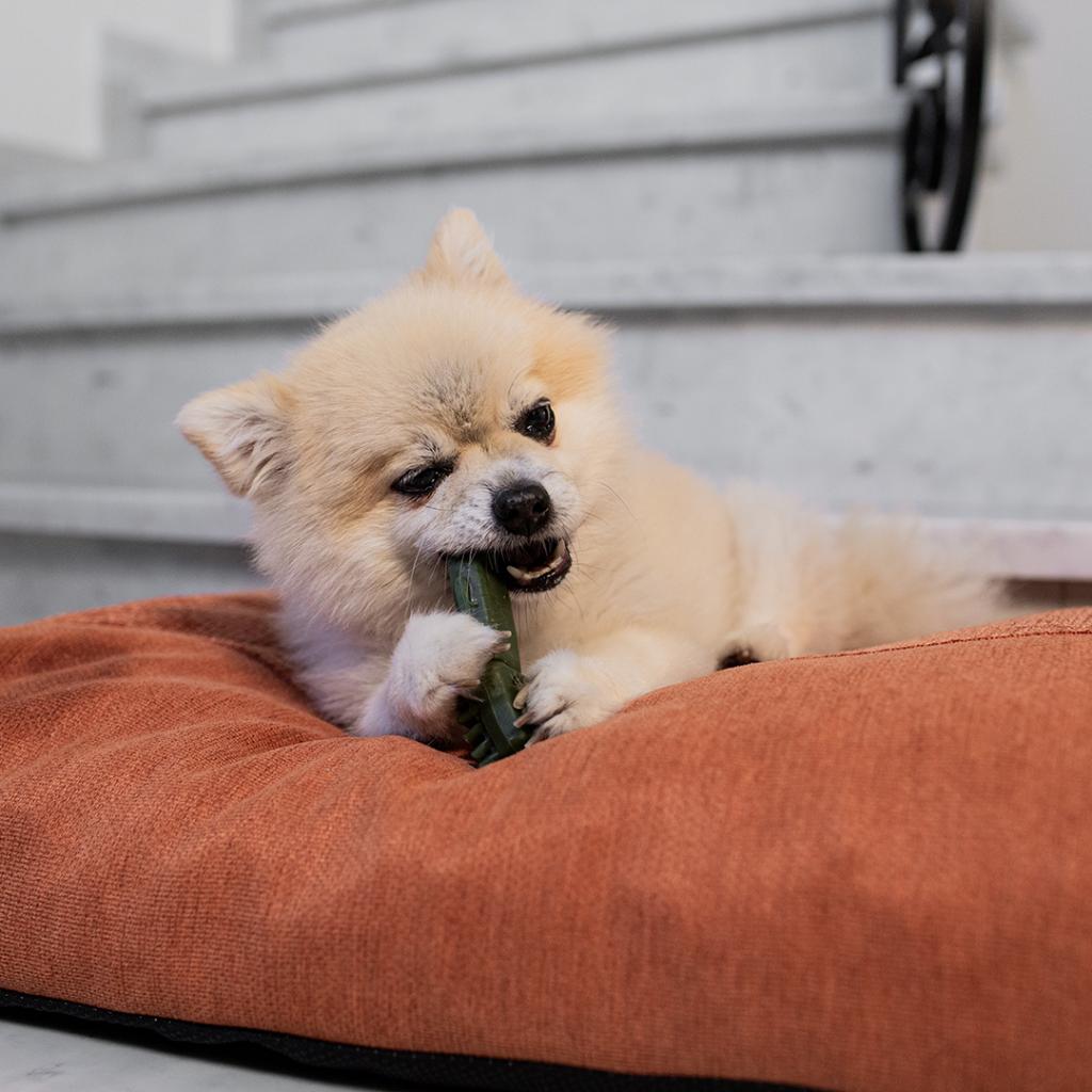 Garden Bites Veggie Toby Snack dentystyczny dla psów S 50 szt. Duvo