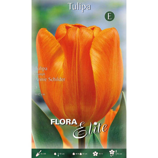 Oranje tulpenbollen 7 stuks