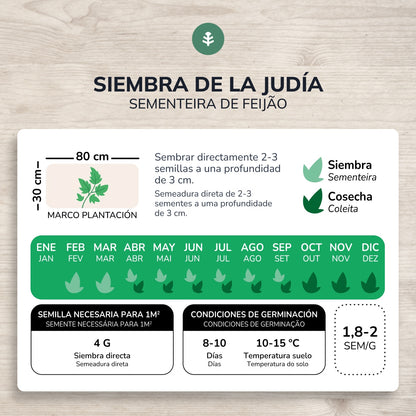 Organic French Bean seeds Planeta Huerto
